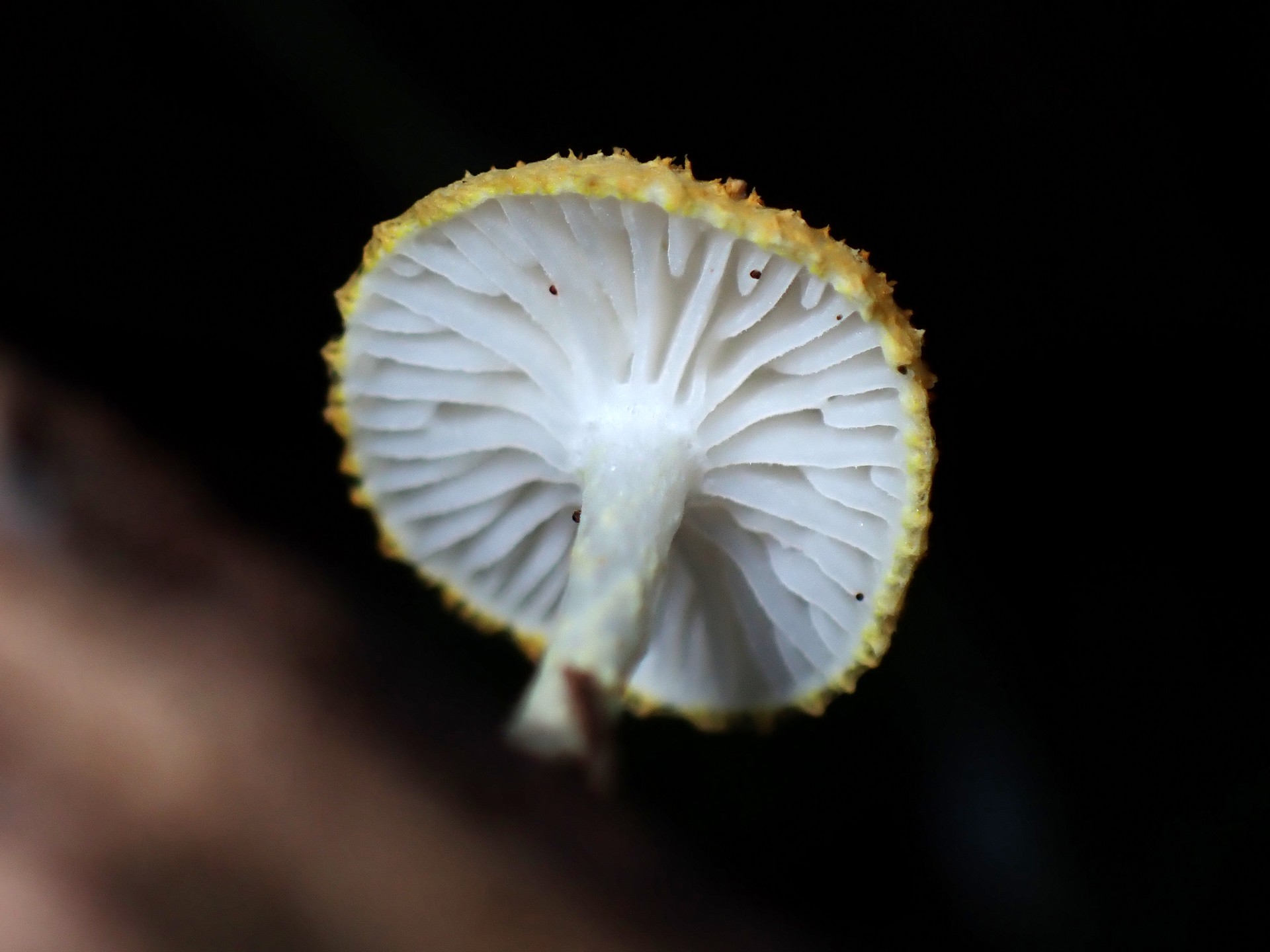 ダイダイガサ の高画質写真です。横浜市で、2025年6月27日に撮影したものです。