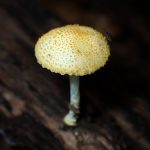 ダイダイガサ の高画質写真です。横浜市で、2025年6月27日に撮影したものです。