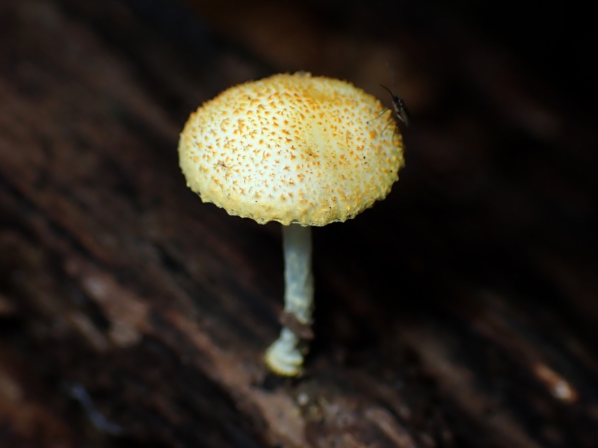 ダイダイガサ の高画質写真です。横浜市で、2025年6月27日に撮影したものです。