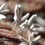 ダテコムラサキホコリ の高画質写真です。横浜市で、2025年6月17日に撮影したものです。