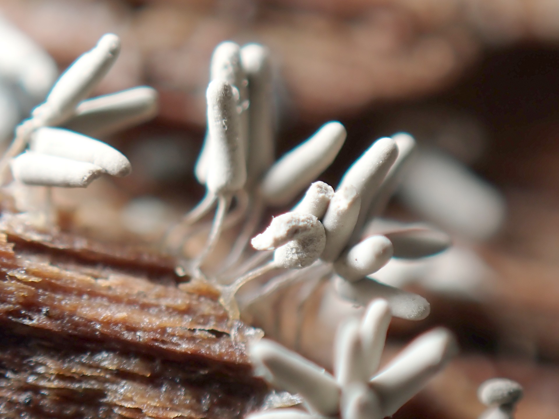 ダテコムラサキホコリ の高画質写真です。横浜市で、2025年6月17日に撮影したものです。