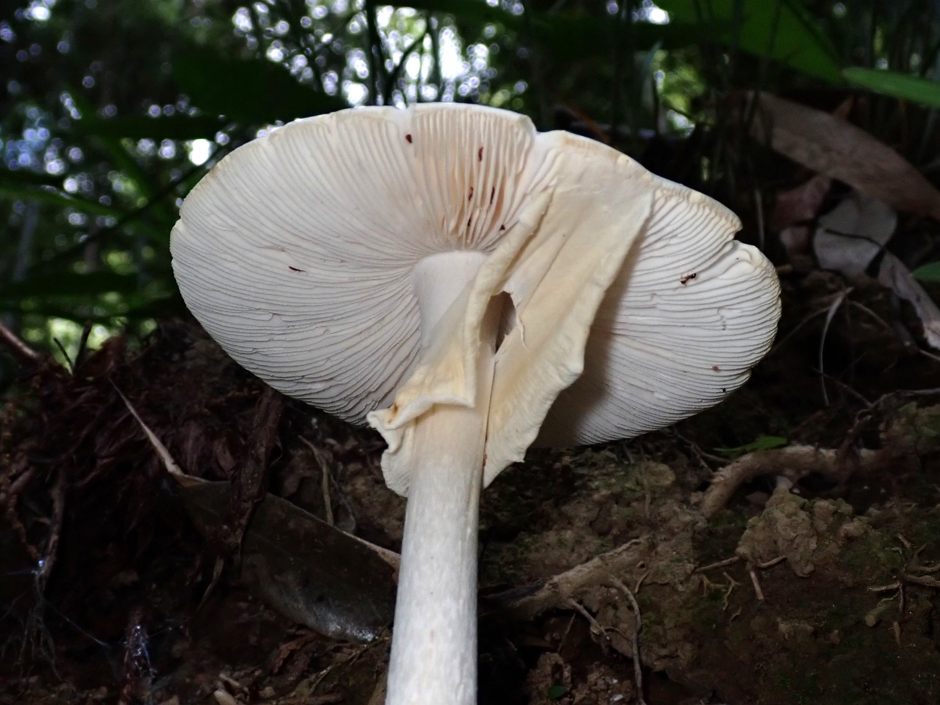 ドクツルタケ の高画質写真です。横浜市で、2025年6月20日に撮影したものです。