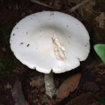 ドクツルタケ の高画質写真です。横浜市で、2025年6月20日に撮影したものです。