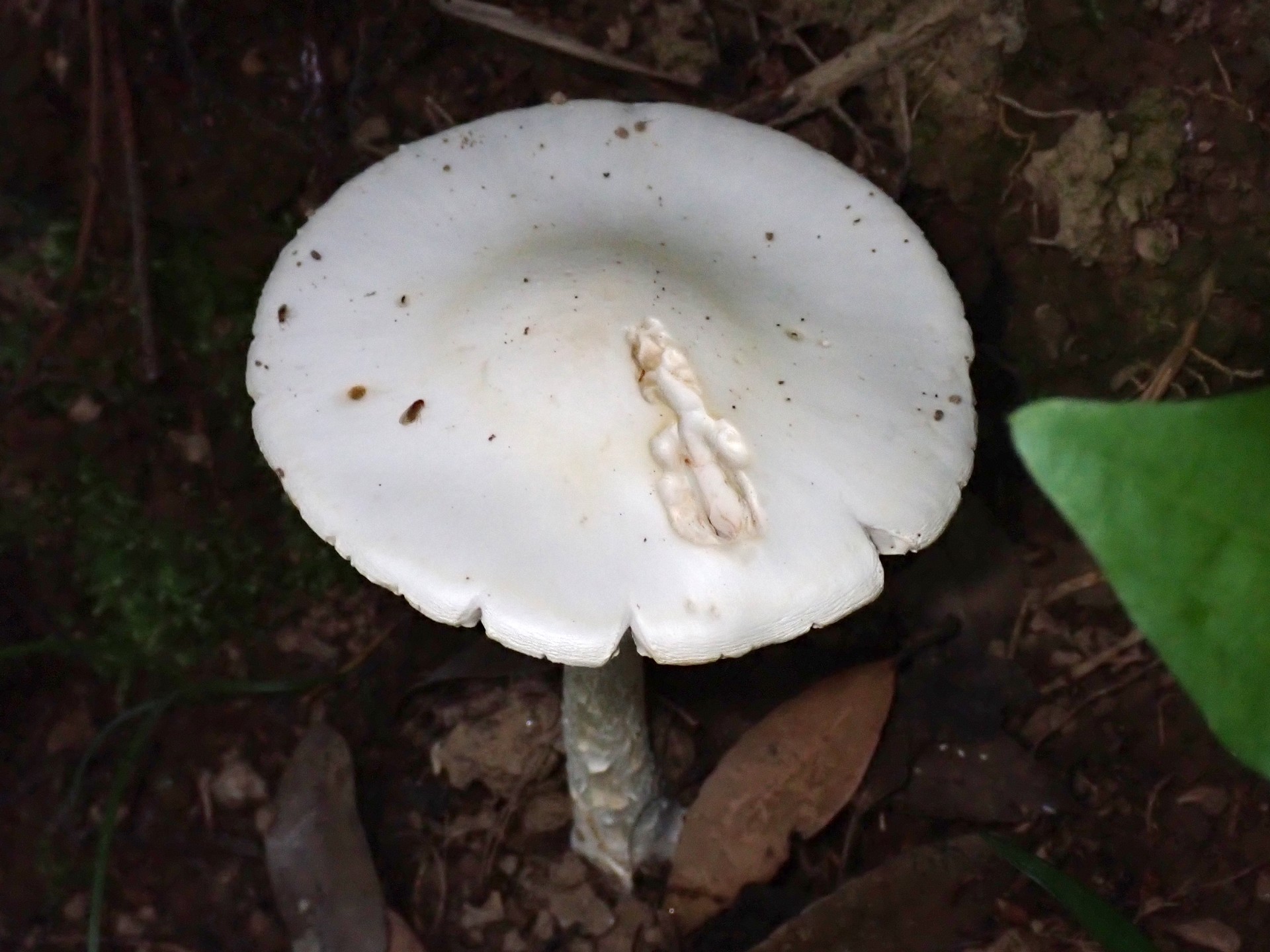 ドクツルタケ の高画質写真です。横浜市で、2025年6月20日に撮影したものです。