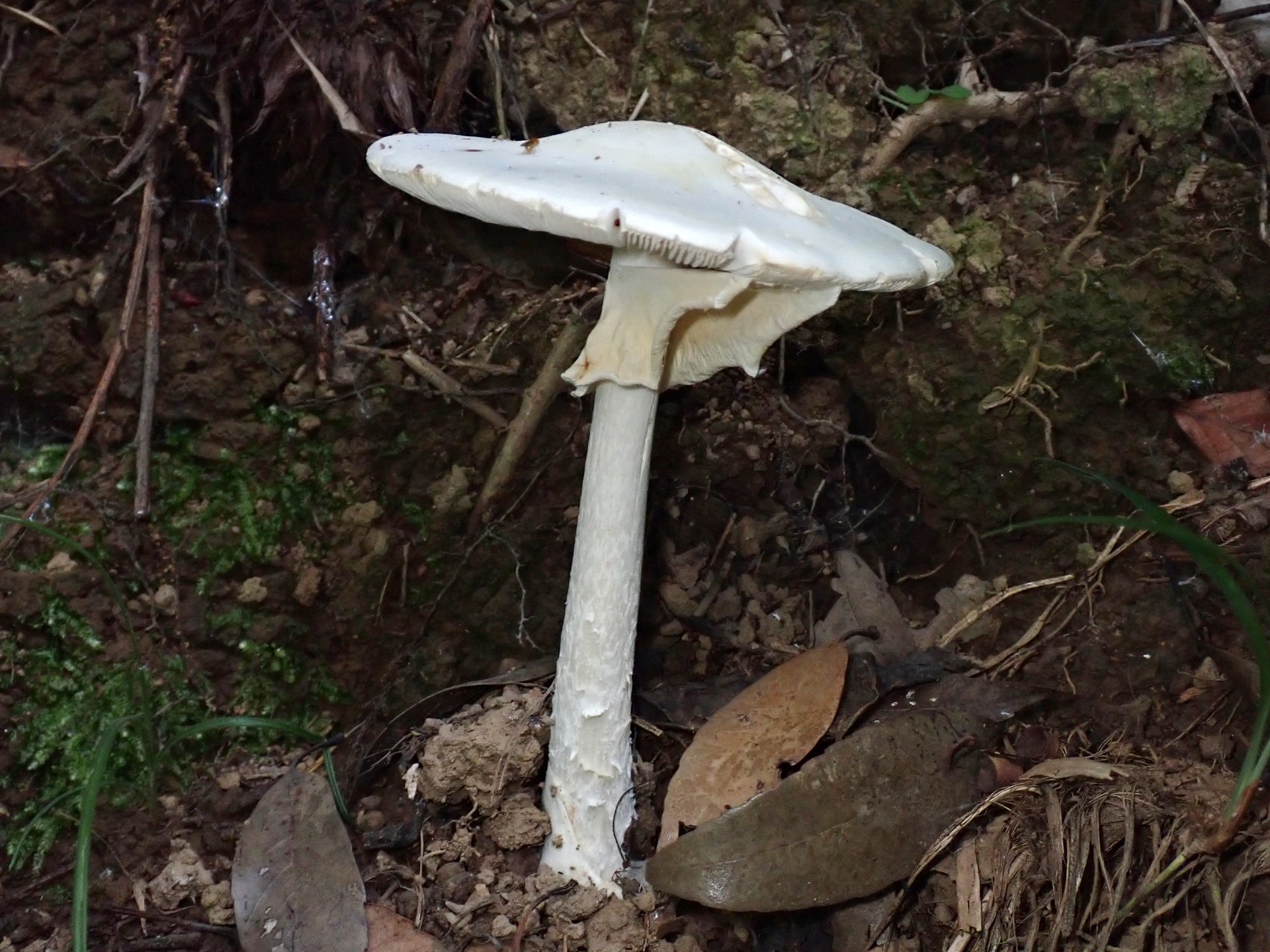 ドクツルタケ の高画質写真です。横浜市で、2025年6月20日に撮影したものです。