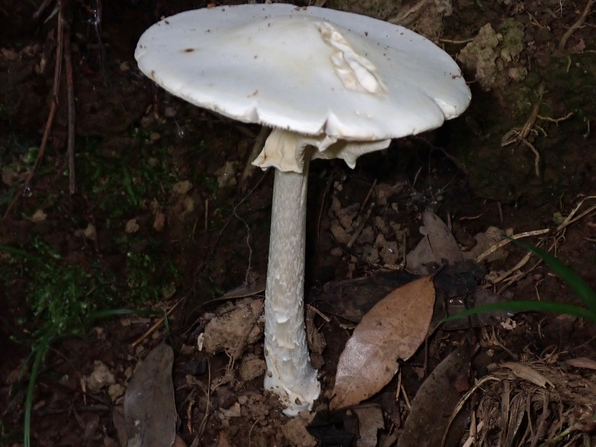 ドクツルタケ の高画質写真です。横浜市で、2025年6月20日に撮影したものです。