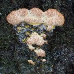 ドロホコリの仲間？ の高画質写真です。横浜市で、2025年6月28日に撮影したものです。