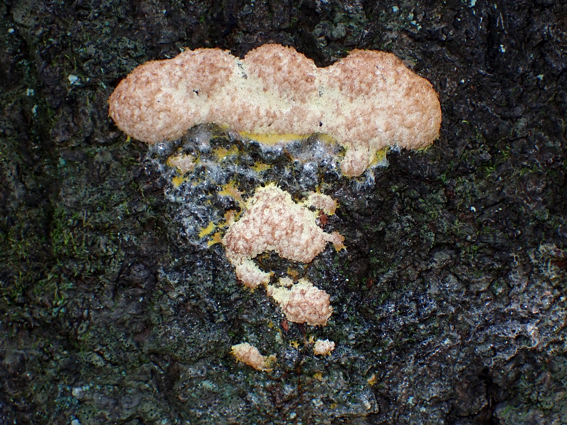 ドロホコリの仲間？ の高画質写真です。横浜市で、2025年6月28日に撮影したものです。