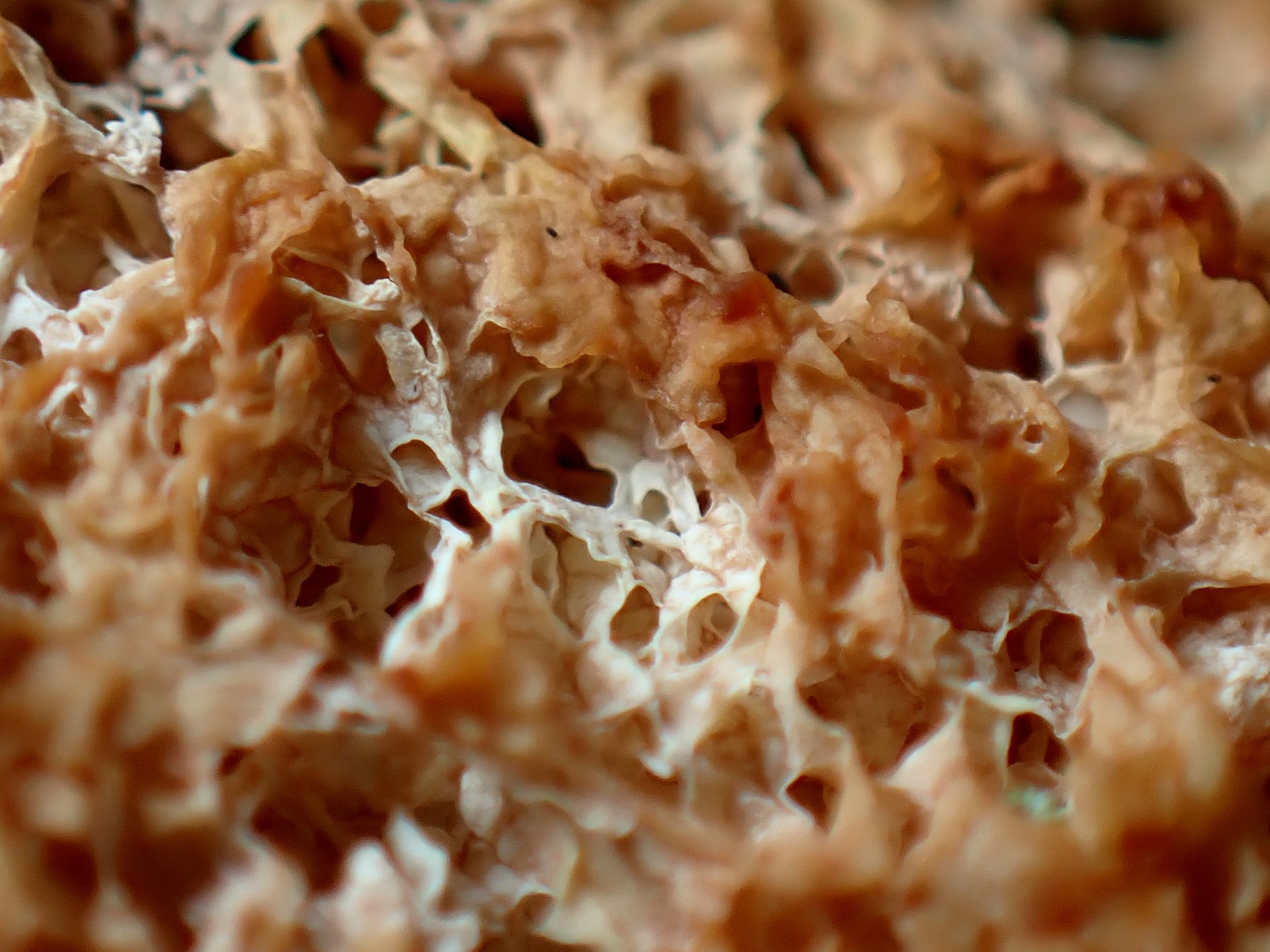 ドロホコリの仲間？ の高画質写真です。横浜市で、2025年6月28日に撮影したものです。