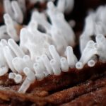 エダナシツノホコリ の高画質写真です。横浜市で、2025年6月14日に撮影したものです。