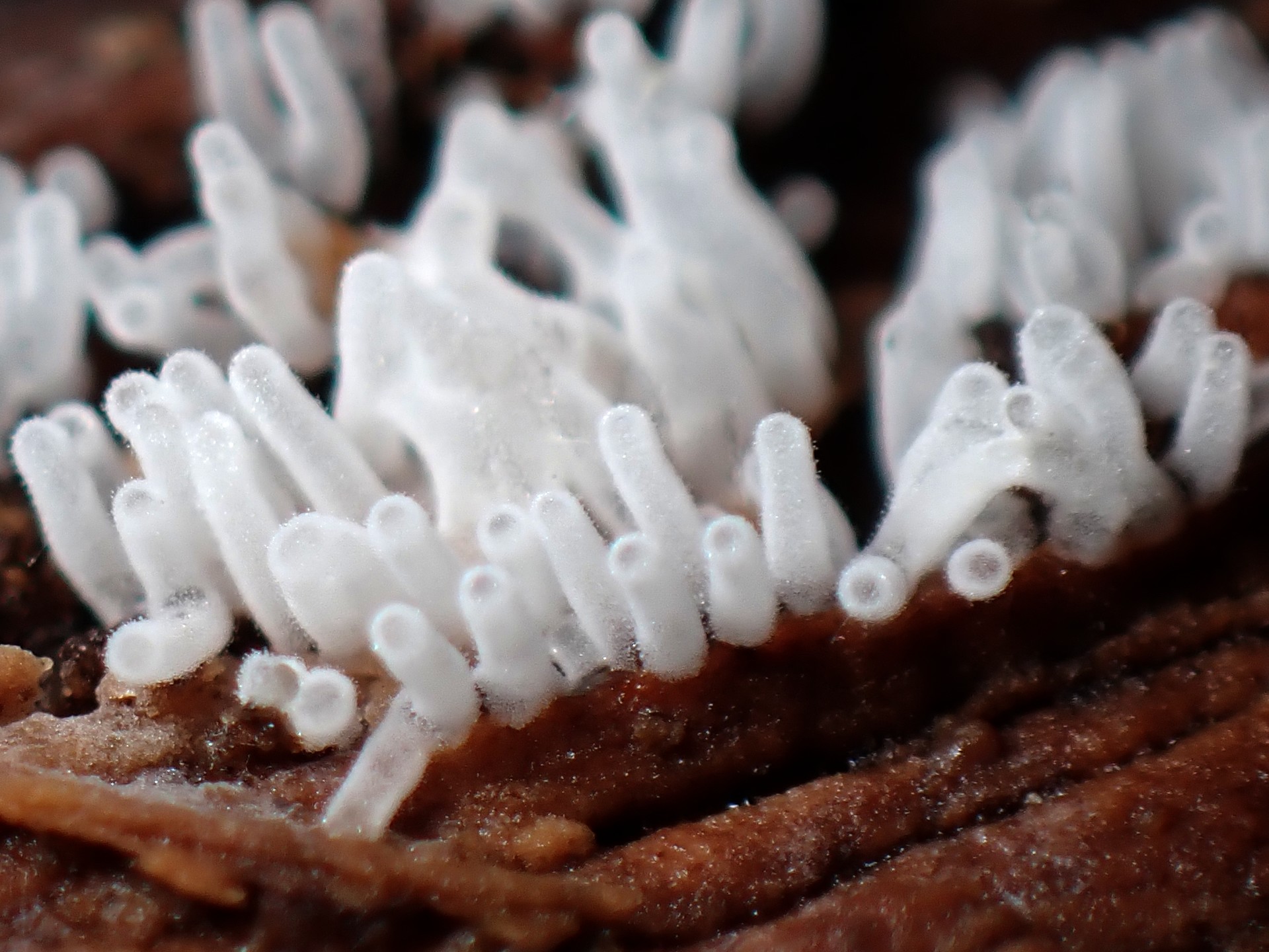 エダナシツノホコリ の高画質写真です。横浜市で、2025年6月14日に撮影したものです。