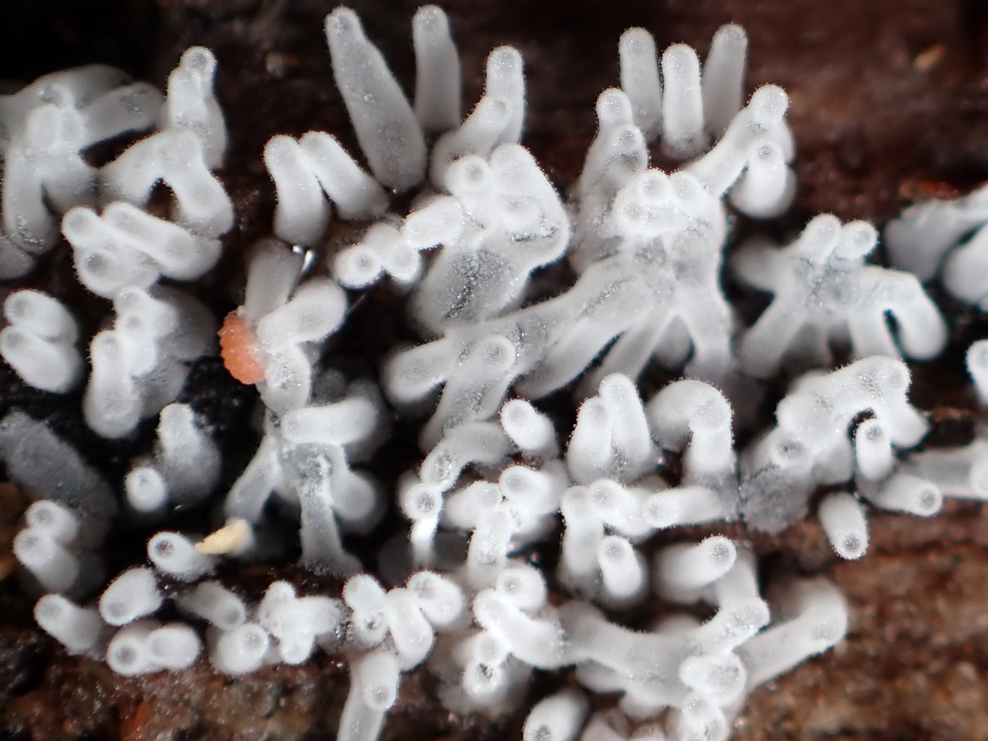 エダナシツノホコリ の高画質写真です。横浜市で、2025年6月14日に撮影したものです。