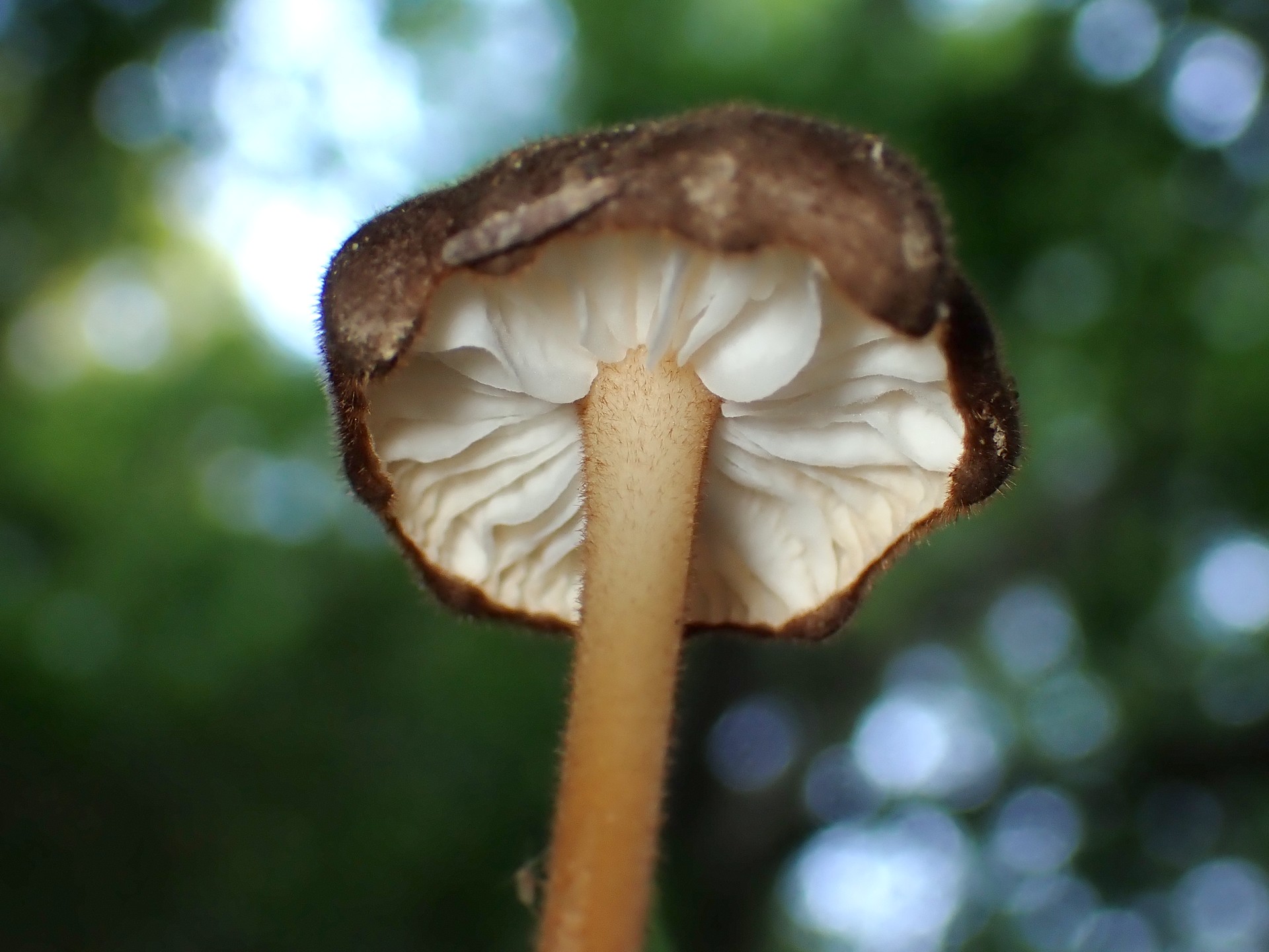 柄の長いきのこ の高画質写真です。横浜市で、2025年6月17日に撮影したものです。