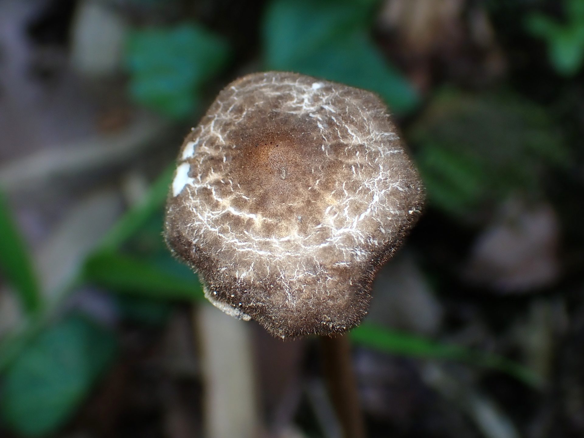柄の長いきのこ の高画質写真です。横浜市で、2025年6月17日に撮影したものです。