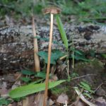 柄の長いきのこ の高画質写真です。横浜市で、2025年6月17日に撮影したものです。