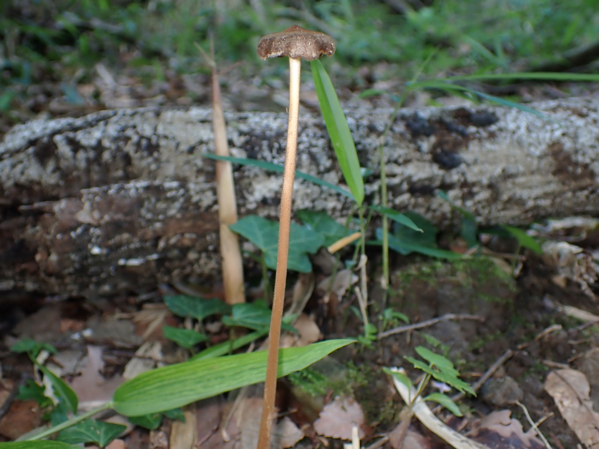 柄の長いきのこ の高画質写真です。横浜市で、2025年6月17日に撮影したものです。