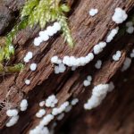 不明粘菌 の高画質写真です。横浜市で、2025年6月16日に撮影したものです。