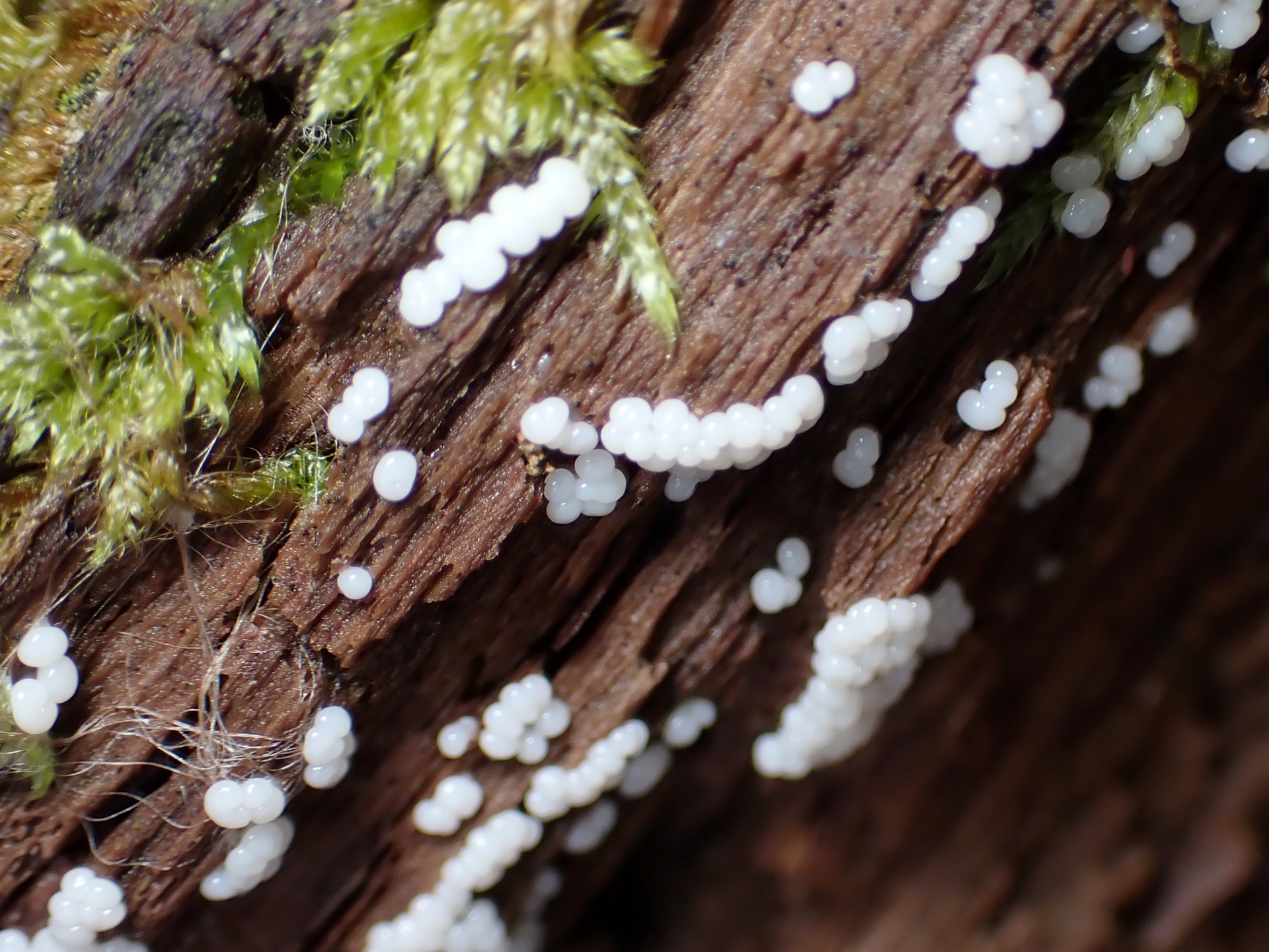 不明粘菌 の高画質写真です。横浜市で、2025年6月16日に撮影したものです。