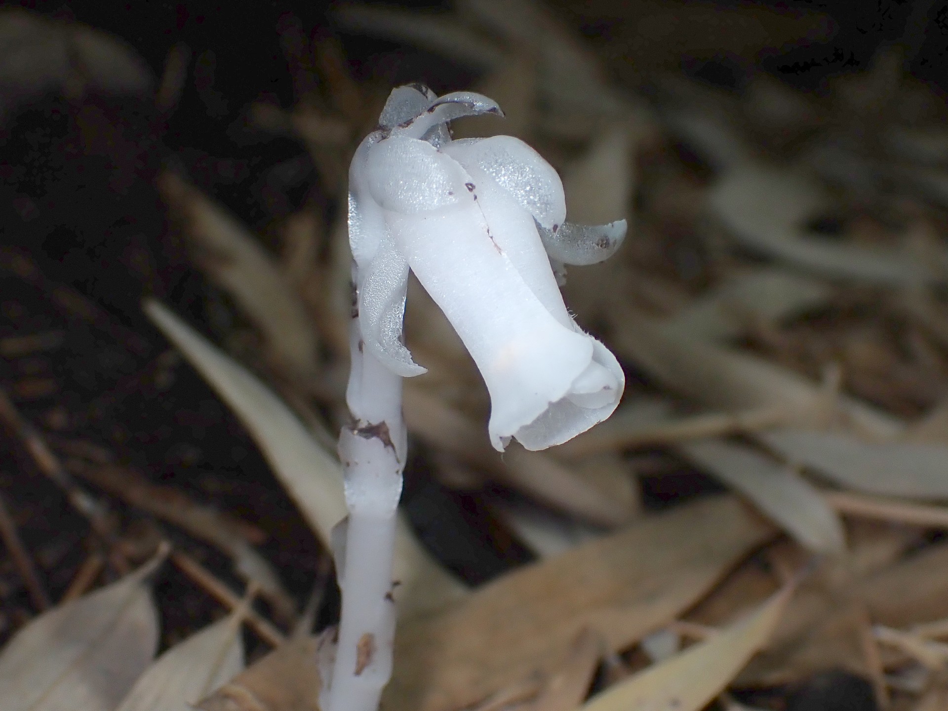 ギンリョウソウ の高画質写真です。横浜市で、2025年6月12日に撮影したものです。