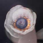 ギンリョウソウ の高画質写真です。横浜市で、2025年6月12日に撮影したものです。