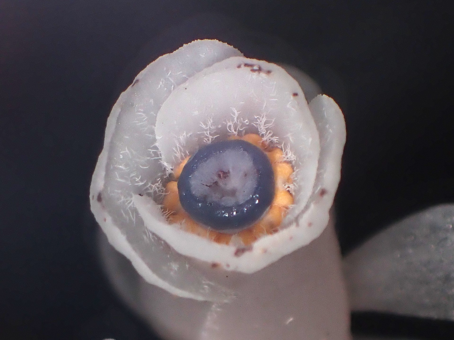 ギンリョウソウ の高画質写真です。横浜市で、2025年6月12日に撮影したものです。