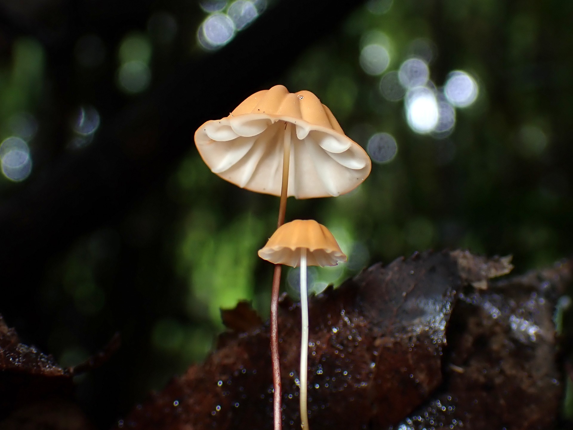 ハナオチバタケ の高画質写真です。横浜市で、2025年6月26日に撮影したものです。