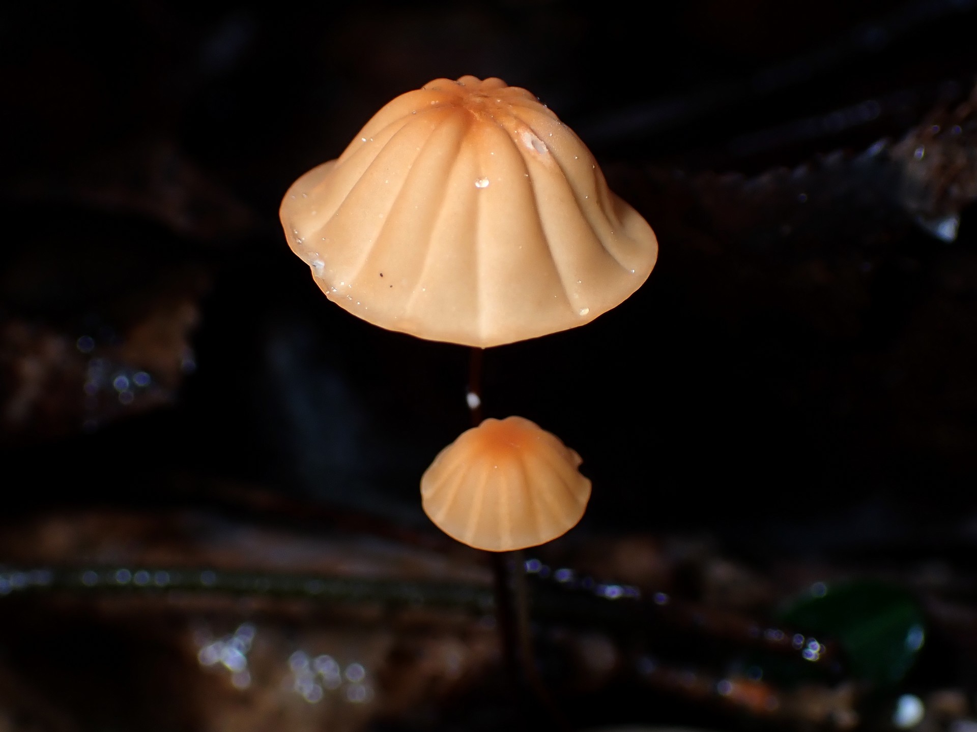 ハナオチバタケ の高画質写真です。横浜市で、2025年6月26日に撮影したものです。