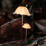 ハナオチバタケ の高画質写真です。横浜市で、2025年6月26日に撮影したものです。