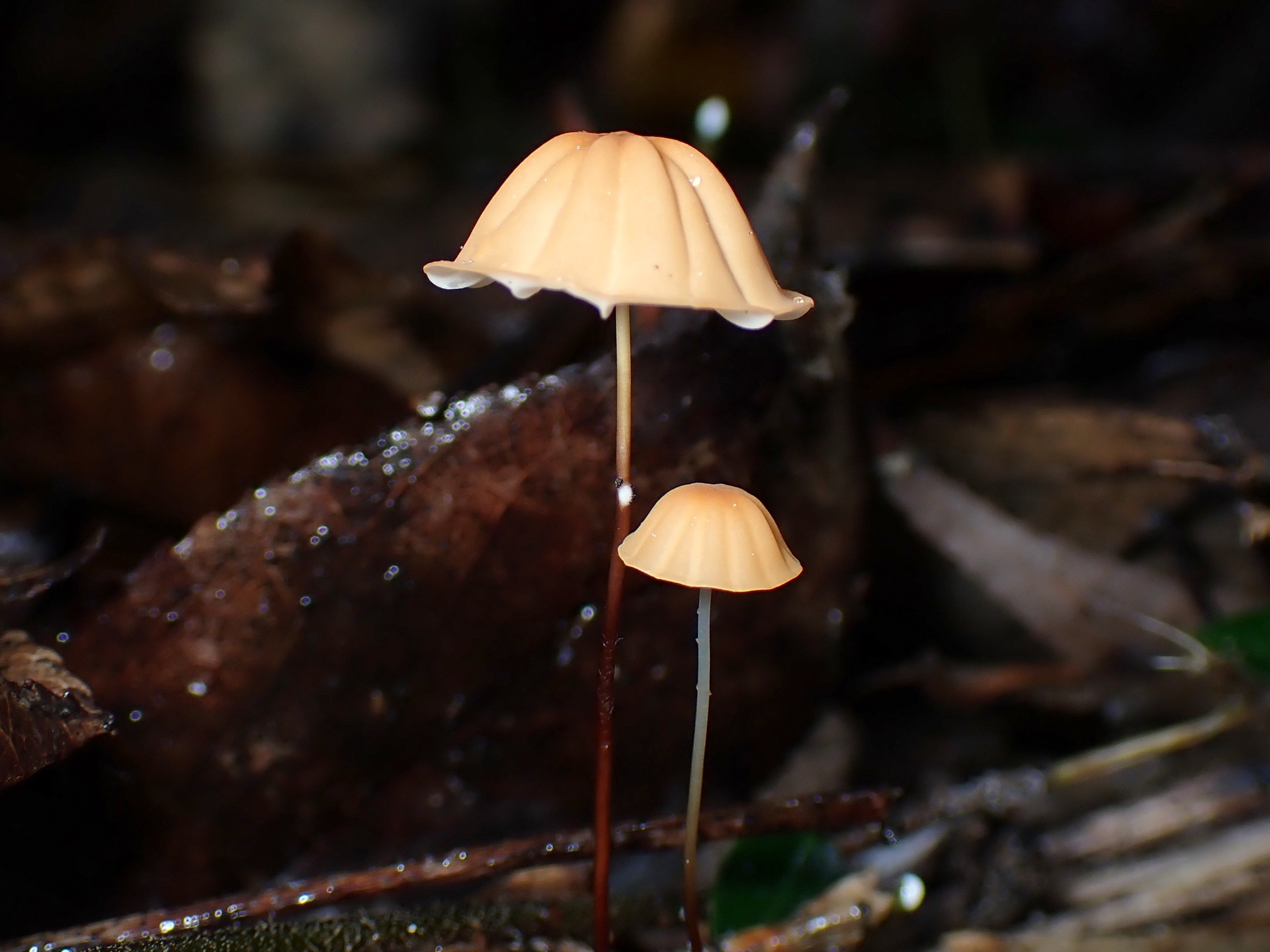 ハナオチバタケ の高画質写真です。横浜市で、2025年6月26日に撮影したものです。