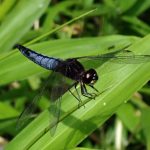 ハラビロトンボ の高画質写真です。横浜市で、2025年6月20日に撮影したものです。