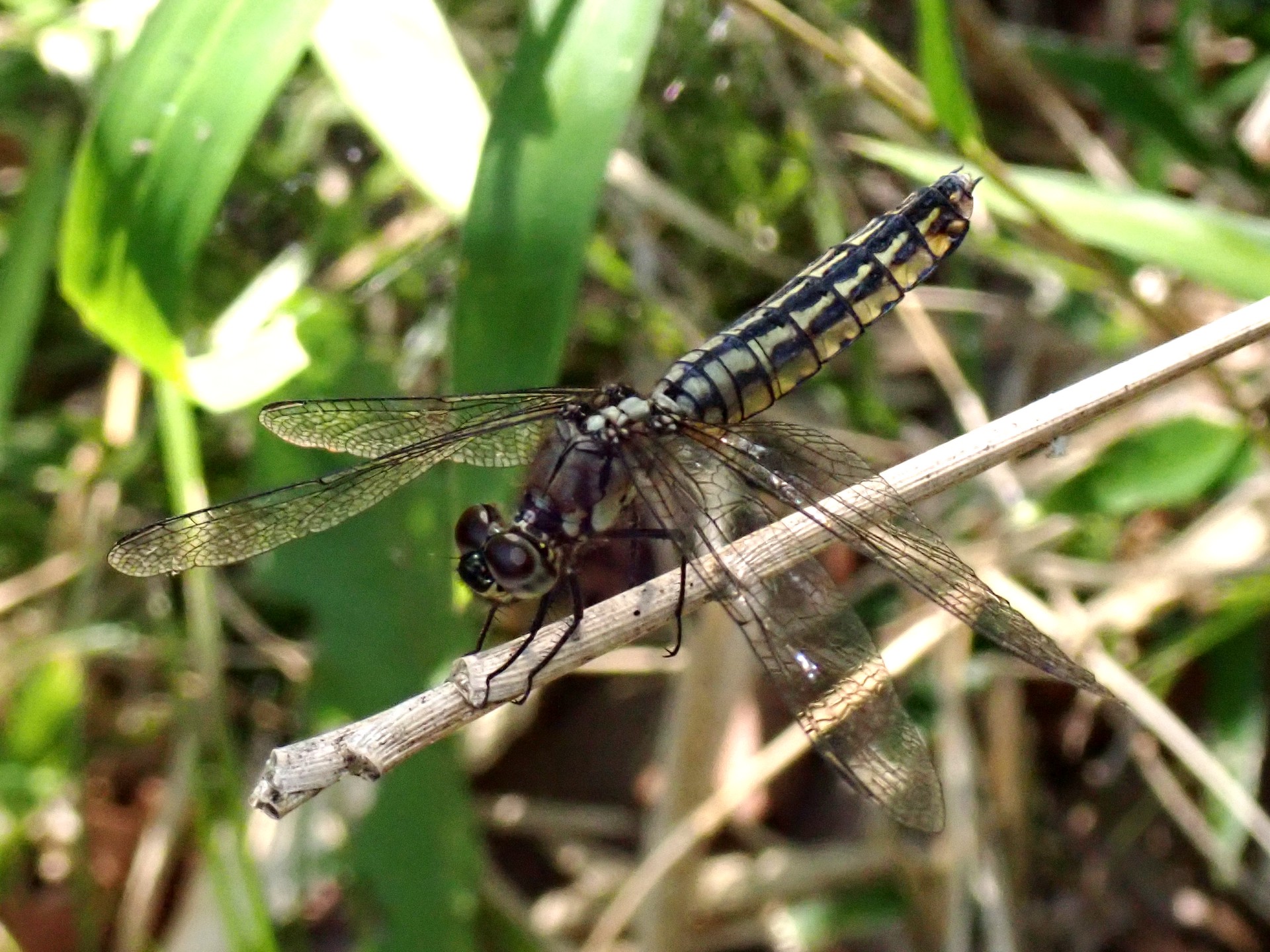 ハラビロトンボ の高画質写真です。横浜市で、2025年6月20日に撮影したものです。