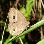 ヒメジャノメ の高画質写真です。横浜市で、2025年6月5日に撮影したものです。