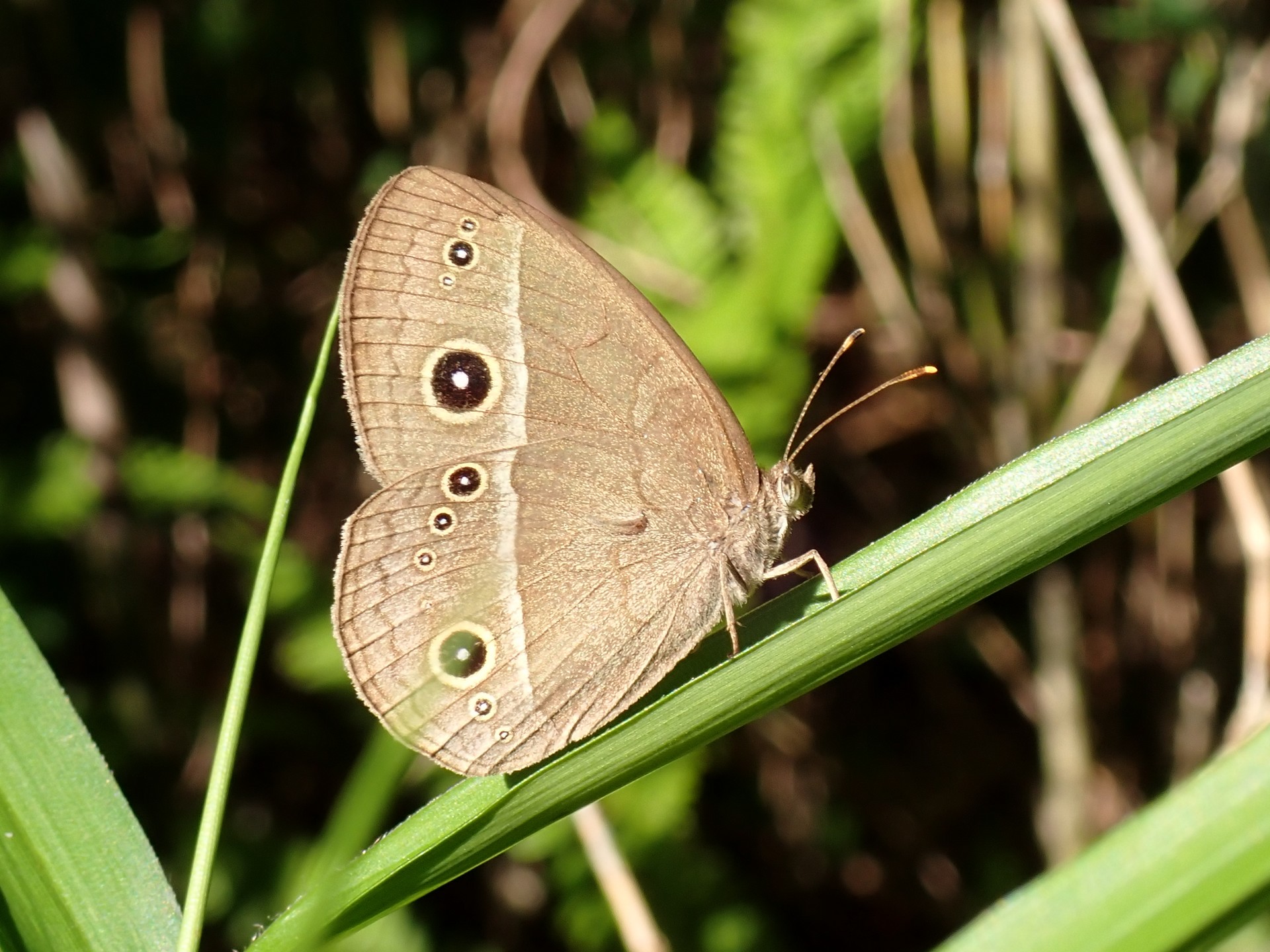 ヒメジャノメ の高画質写真です。横浜市で、2025年6月5日に撮影したものです。