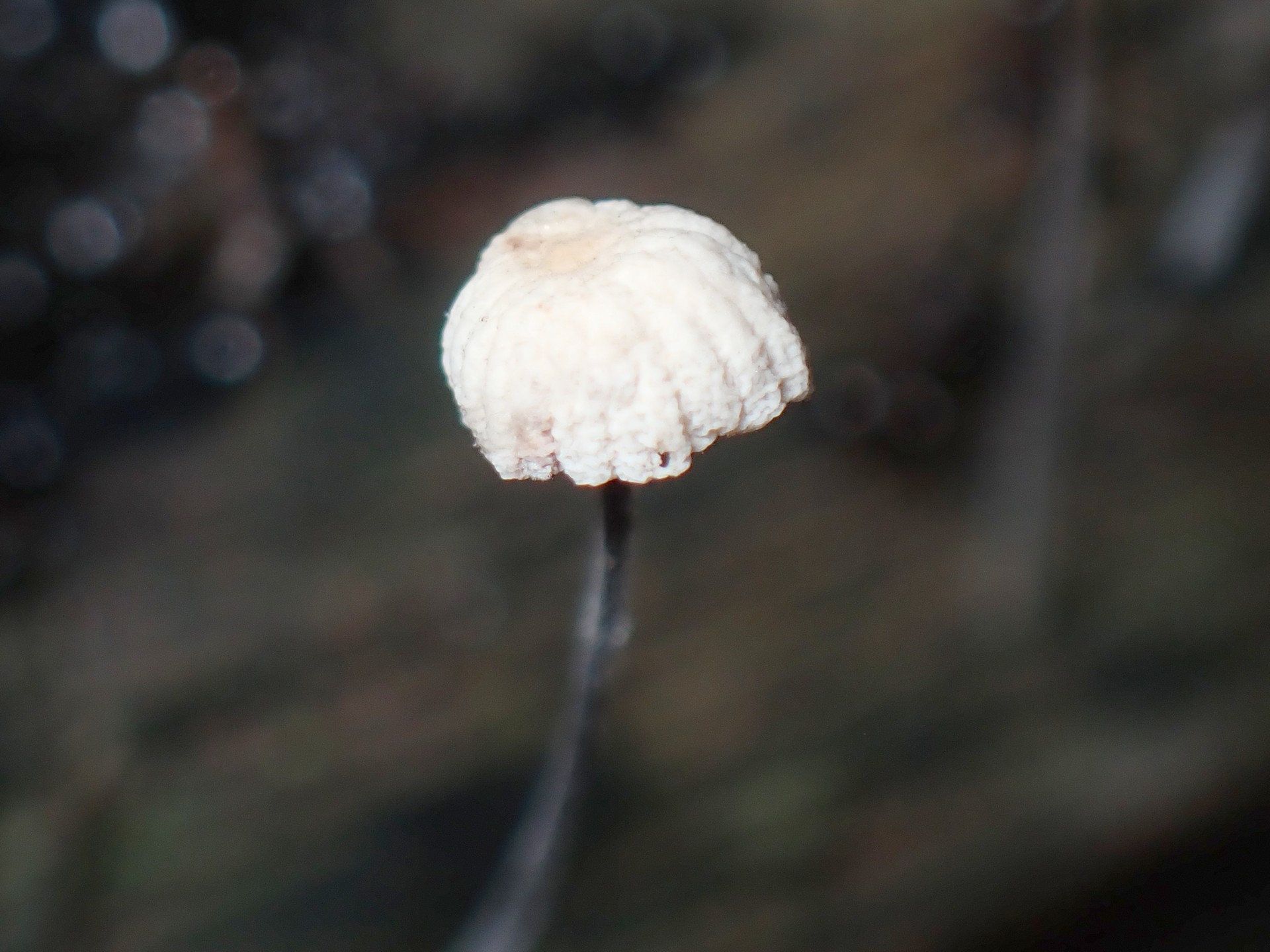 ヒノキオチバタケ類似種 の高画質写真です。横浜市で、2025年6月14日に撮影したものです。