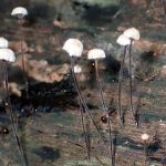 ヒノキオチバタケ類似種 の高画質写真です。横浜市で、2025年6月14日に撮影したものです。