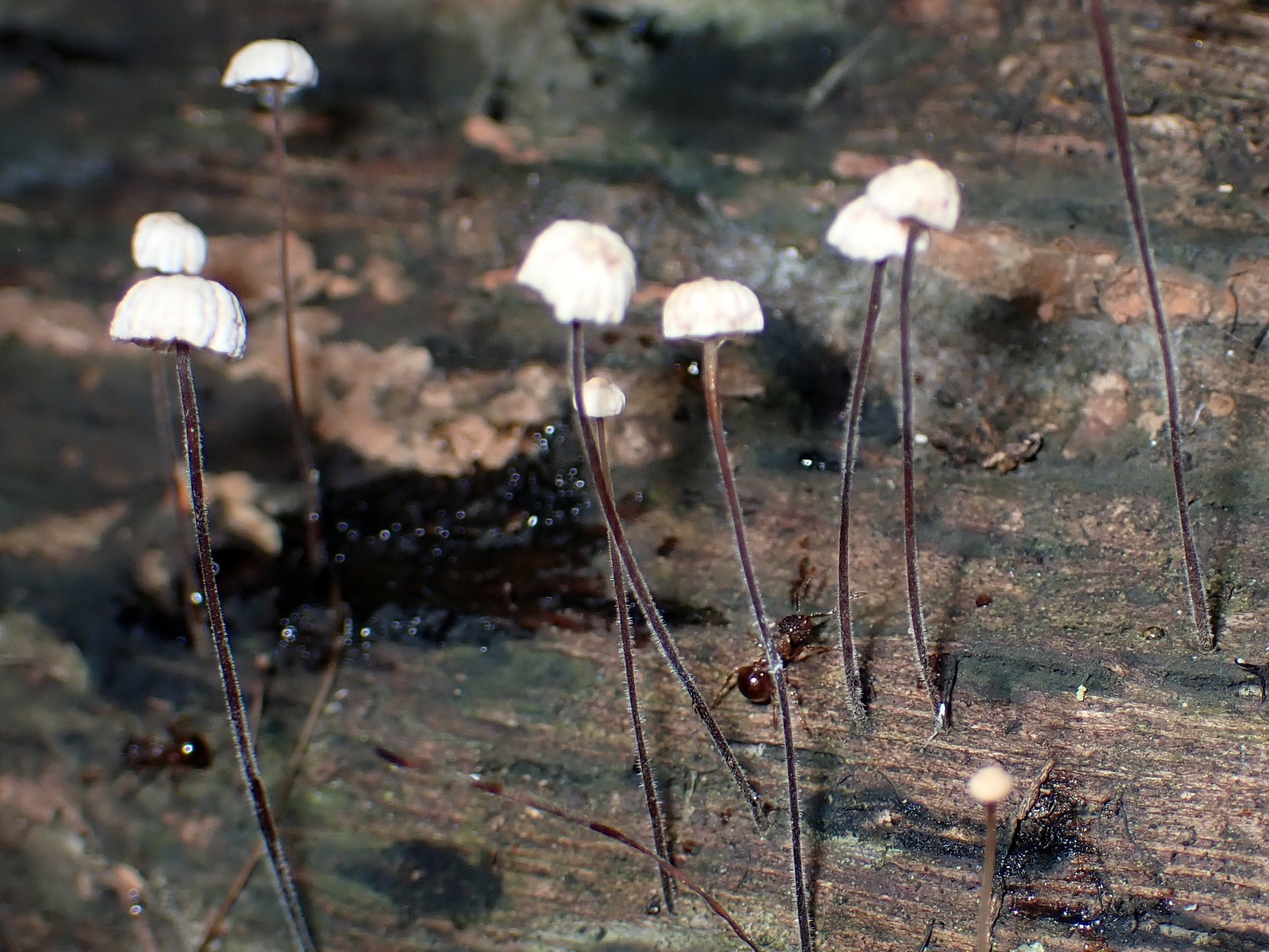 ヒノキオチバタケ類似種 の高画質写真です。横浜市で、2025年6月14日に撮影したものです。
