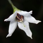 ヒヨドリジョウゴ の高画質写真です。横浜市で、2025年6月20日に撮影したものです。