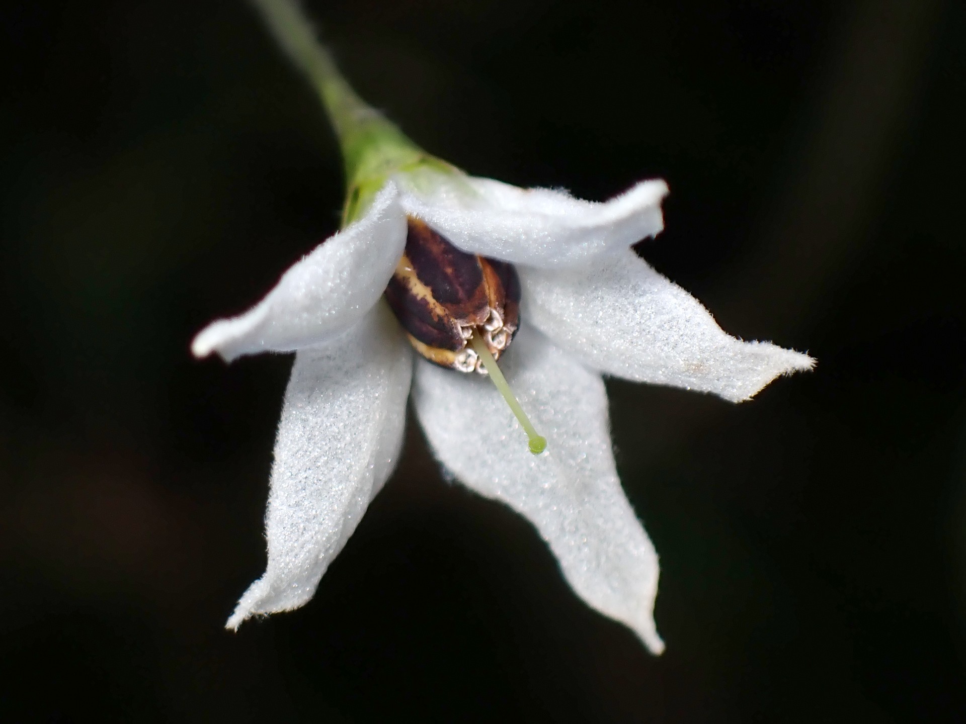ヒヨドリジョウゴ の高画質写真です。横浜市で、2025年6月20日に撮影したものです。
