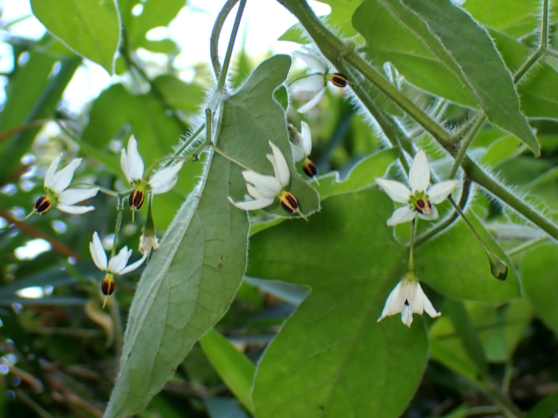 ヒヨドリジョウゴ の高画質写真です。横浜市で、2025年6月20日に撮影したものです。