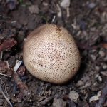 ホコリタケの仲間 の高画質写真です。横浜市で、2025年6月14日に撮影したものです。