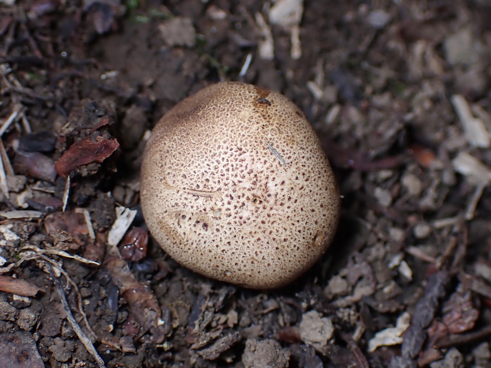 ホコリタケの仲間 の高画質写真です。横浜市で、2025年6月14日に撮影したものです。
