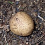 ホコリタケの仲間 の高画質写真です。横浜市で、2025年6月16日に撮影したものです。