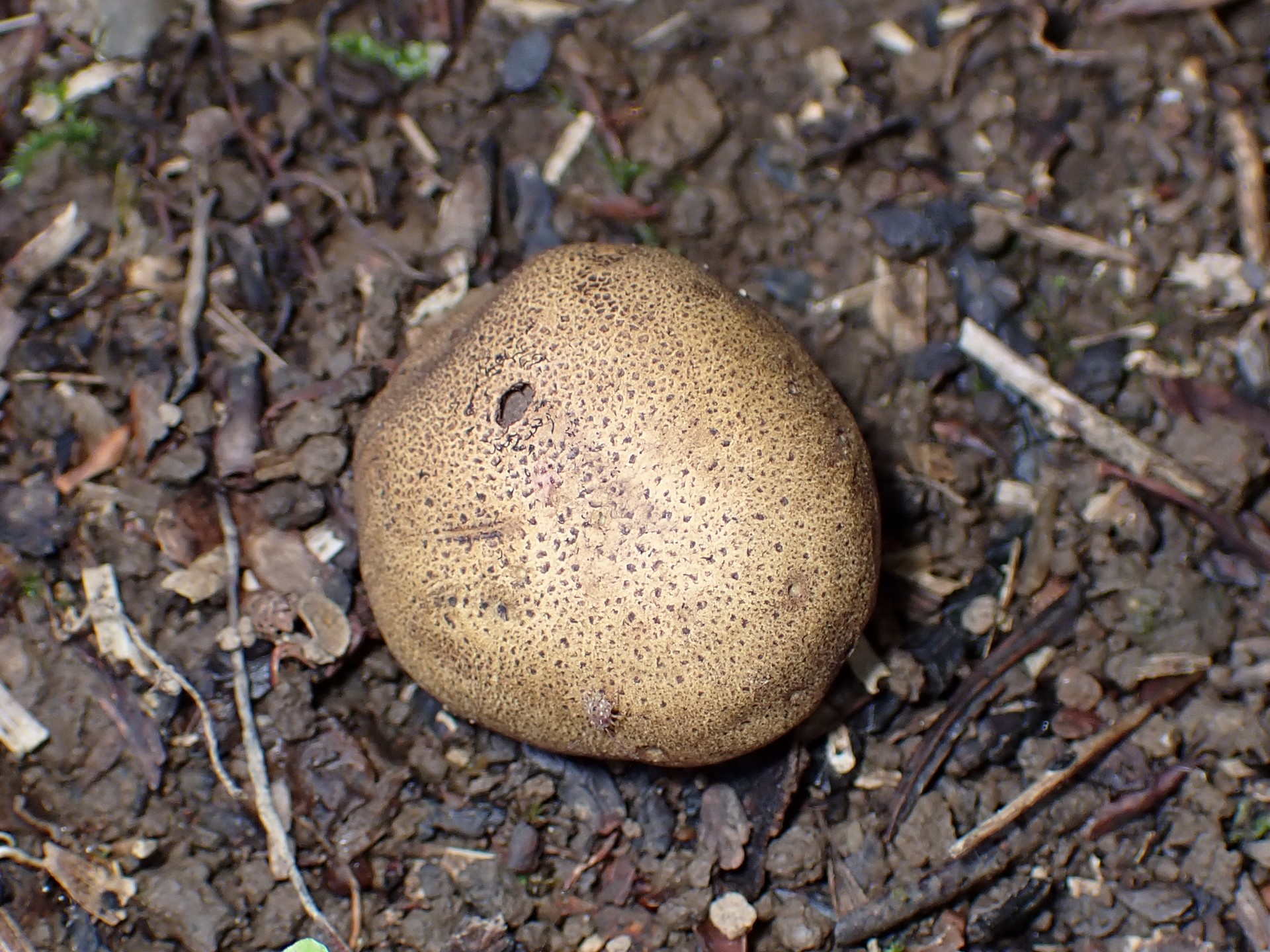 ホコリタケの仲間 の高画質写真です。横浜市で、2025年6月16日に撮影したものです。