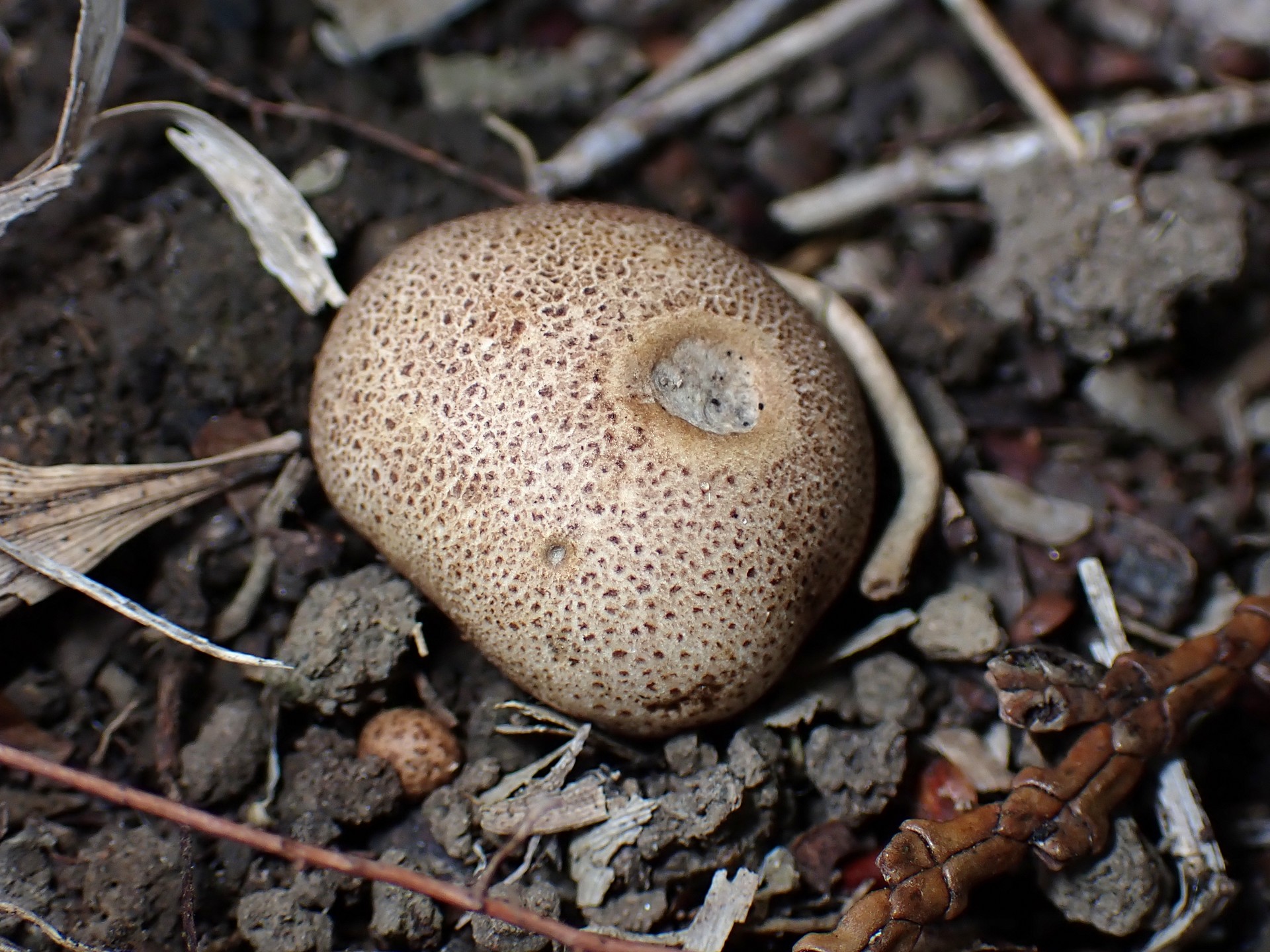 ホコリタケの仲間 の高画質写真です。横浜市で、2025年6月14日に撮影したものです。