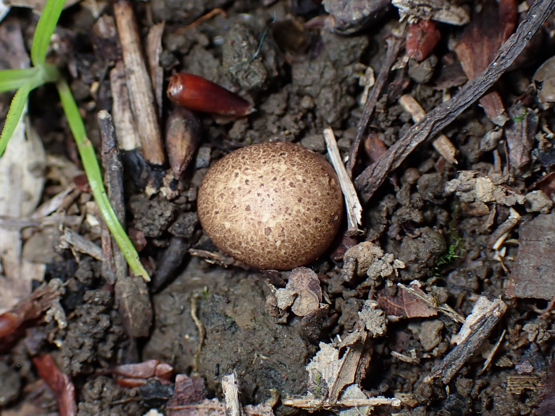 ホコリタケの仲間 の高画質写真です。横浜市で、2025年6月16日に撮影したものです。
