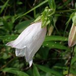 ホタルブクロ の高画質写真です。横浜市で、2025年6月20日に撮影したものです。