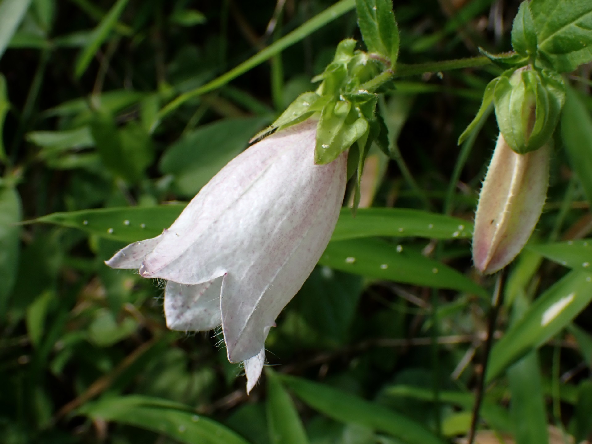 ホタルブクロ の高画質写真です。横浜市で、2025年6月20日に撮影したものです。