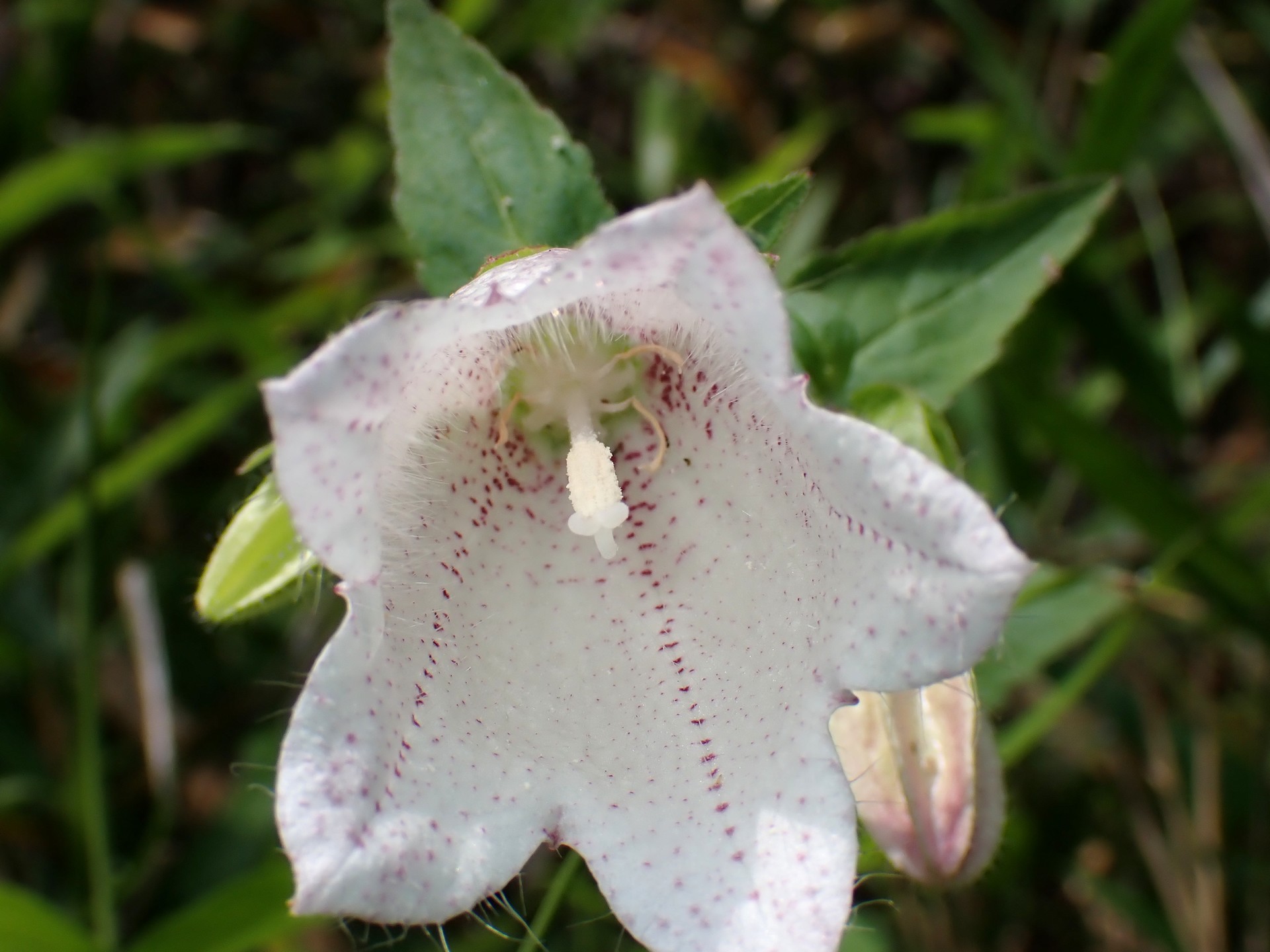 ホタルブクロ の高画質写真です。横浜市で、2025年6月20日に撮影したものです。