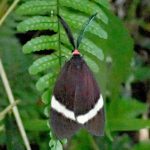 ホタルガ の高画質写真です。横浜市で、2025年6月18日に撮影したものです。