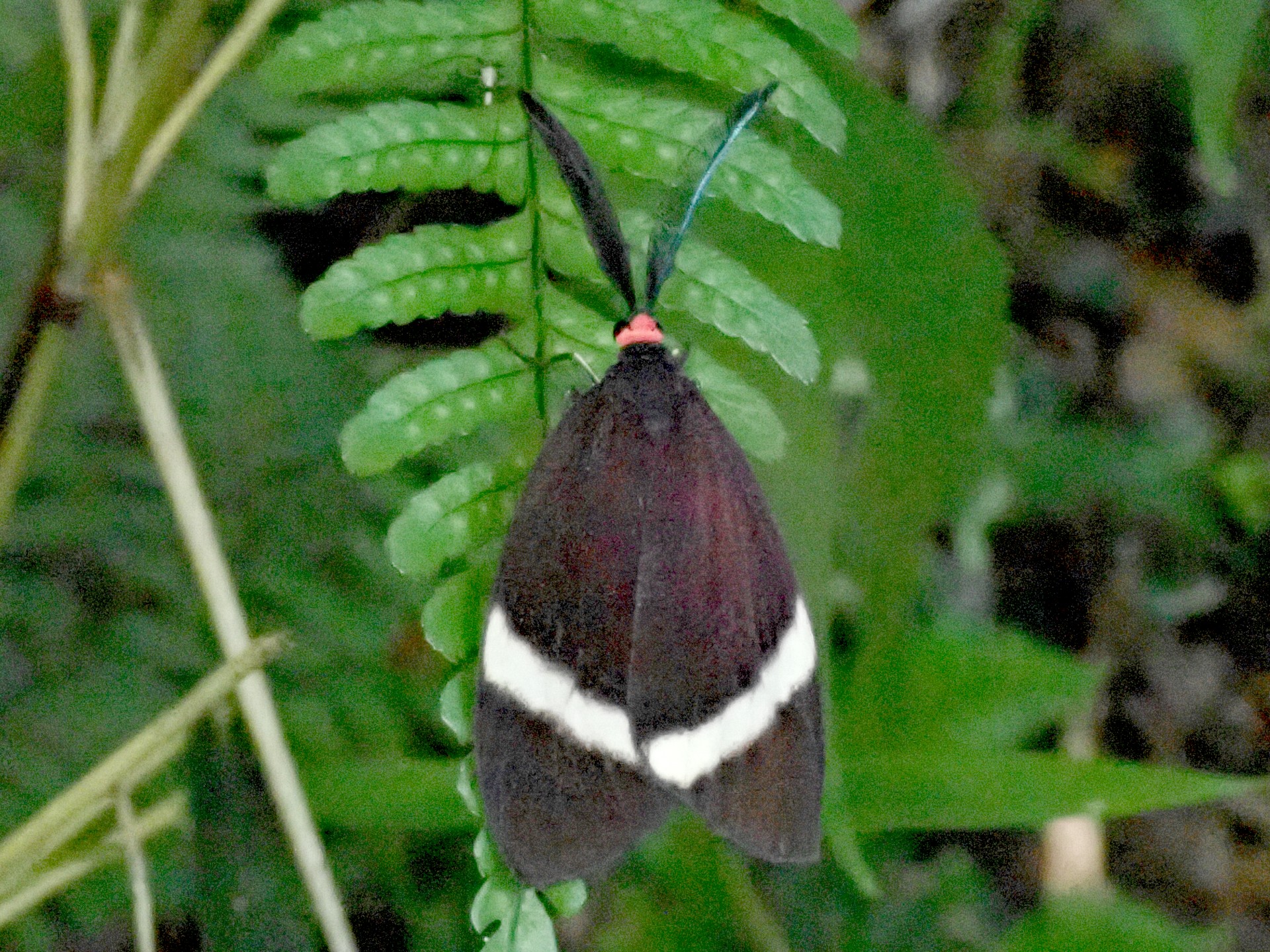 ホタルガ の高画質写真です。横浜市で、2025年6月18日に撮影したものです。